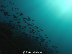 Sun Rays by Eric Walker 